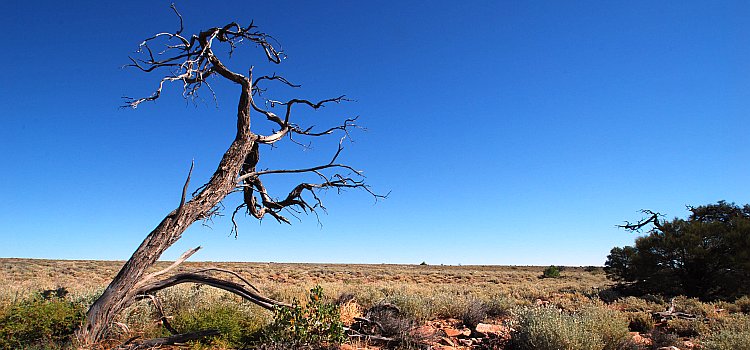 Leaning tree on Andamooka Station, upstream from Andamooka Waterhole
